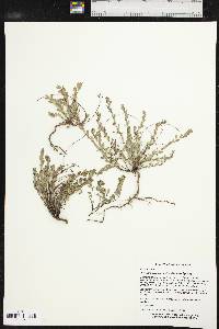 Phyllanthus polygonoides image