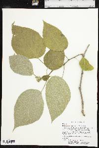 Broussonetia papyrifera image