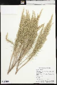 Artemisia filifolia image