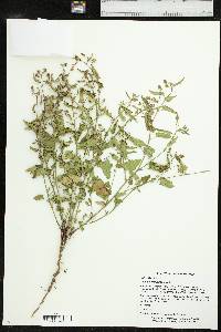 Tragia betonicifolia image