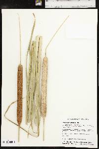 Typha domingensis image