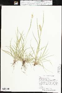 Cenchrus spinifex image