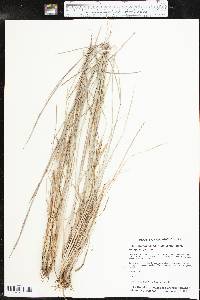 Schizachyrium scoparium subsp. scoparium image