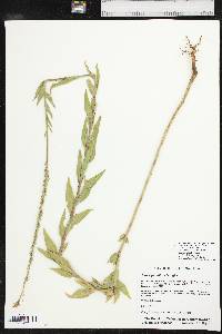 Oenothera curtiflora image