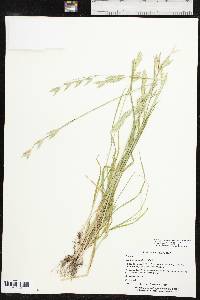 Bromus catharticus var. catharticus image