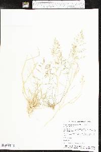 Eragrostis pectinacea var. pectinacea image