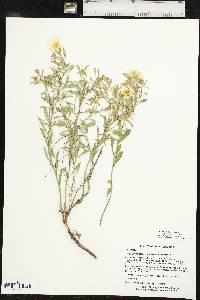 Oenothera serrulata image