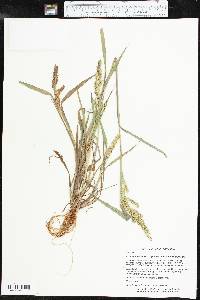 Echinochloa muricata var. muricata image