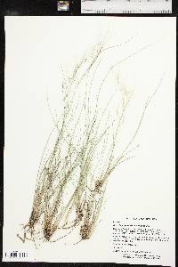 Aristida purpurea var. purpurea image