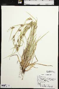 Carex corrugata image