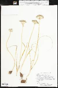 Allium canadense var. fraseri image