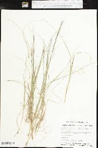 Aristida purpurascens image