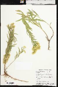 Solidago altiplanities image