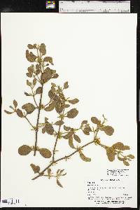 Phoradendron leucarpum subsp. tomentosum image