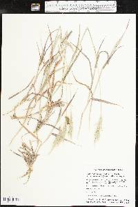 Bothriochloa laguroides image