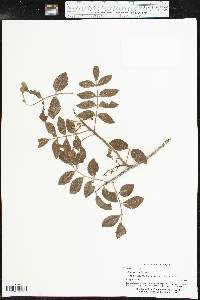 Rhus virens image