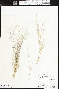 Aristida oligantha image