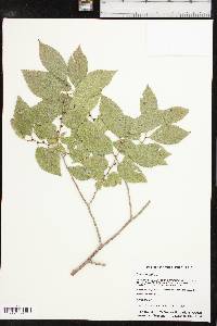 Ulmus pumila image