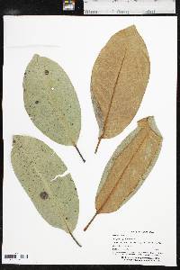 Magnolia grandiflora image