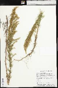 Artemisia campestris subsp. caudata image