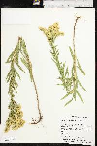 Solidago altiplanities image