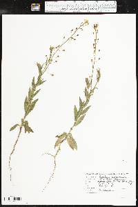 Camelina microcarpa image