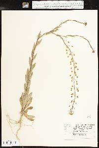 Camelina microcarpa image