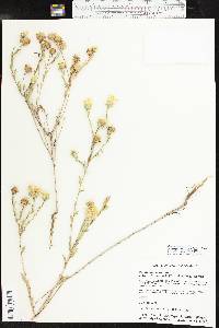 Xanthisma texanum image