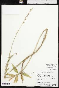 Oenothera curtiflora image