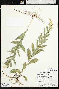 Solidago mollis image