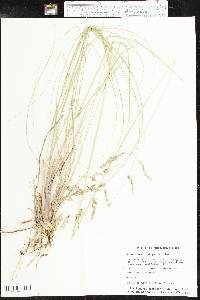 Eragrostis curvula image