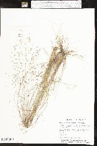 Eragrostis trichodes image