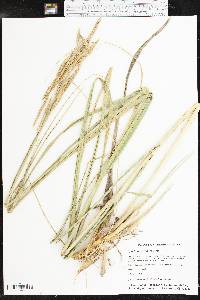 Spartina pectinata image