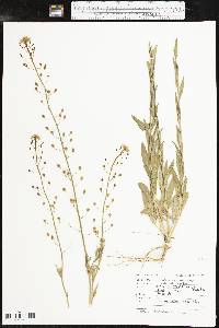 Camelina microcarpa image