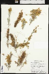 Cuscuta cuspidata image