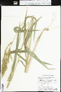 Echinochloa muricata var. microstachya image