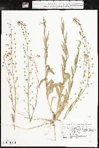 Camelina microcarpa image