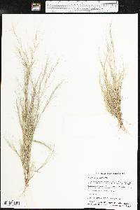 Aristida oligantha image