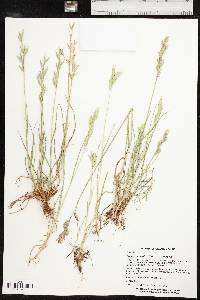 Bromus catharticus var. catharticus image