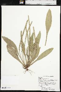 Plantago rhodosperma image