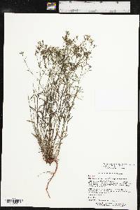 Stenaria nigricans image