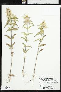 Monarda punctata var. occidentalis image