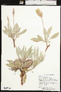 Oenothera macrocarpa subsp. incana image