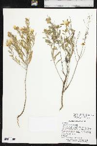 Oenothera berlandieri image