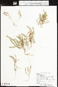 Lepidium oblongum image