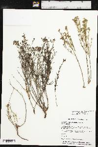 Stenaria nigricans image