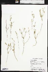 Polygala verticillata image