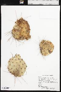 Opuntia tortispina image