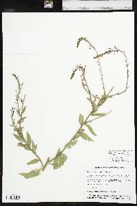 Oenothera curtiflora image