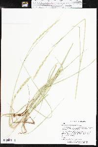 Pascopyrum smithii image